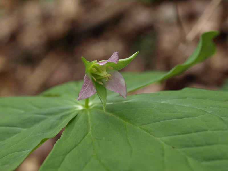 シロバナエンレイソウ　ユリ科　桃色　100508 富士山麓　朝霧高原 038_R
