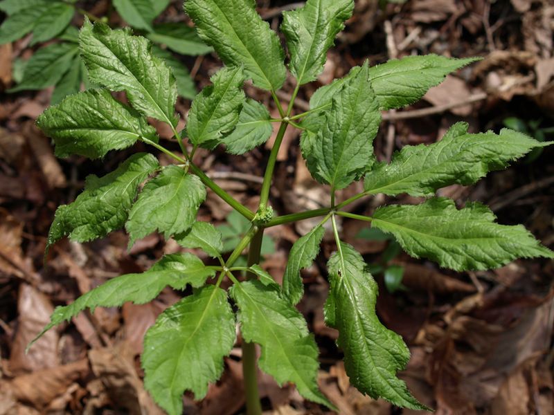 トチバニンジン　ウコギ科　白色　100508 富士山麓　朝霧高原 040_R