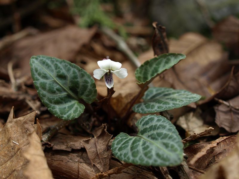 フイリフモトスミレ　スミレ科　白色　100508 富士山麓　朝霧高原 043_R
