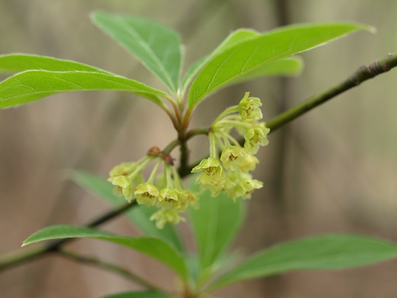 クロモジ　緑　クスノキ科　100508 富士山麓　朝霧高原 047_R