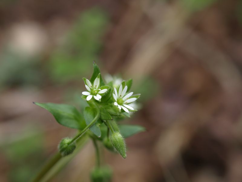 ミドリハコベ　白色　ナデシコ科　100508 富士山麓　朝霧高原 054_R