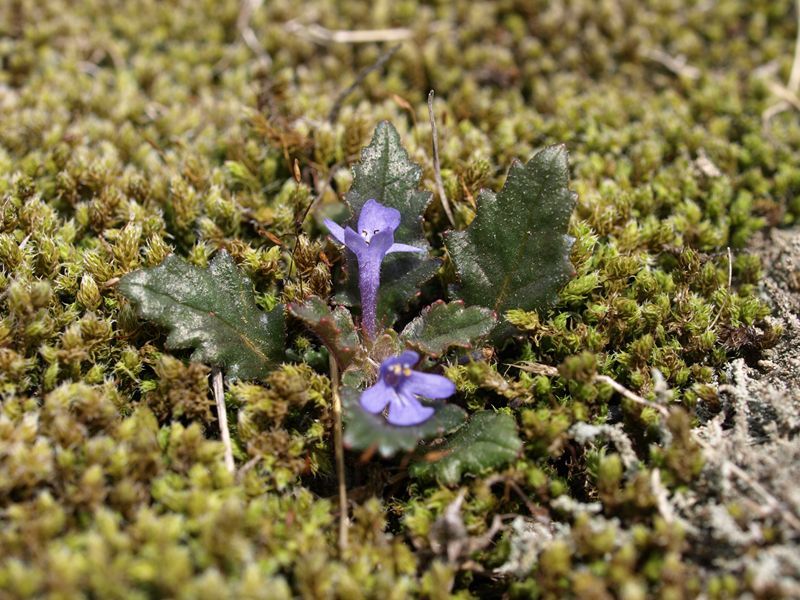 タチキランソウ　青色　シソ科　100508 富士山麓　朝霧高原 068_R