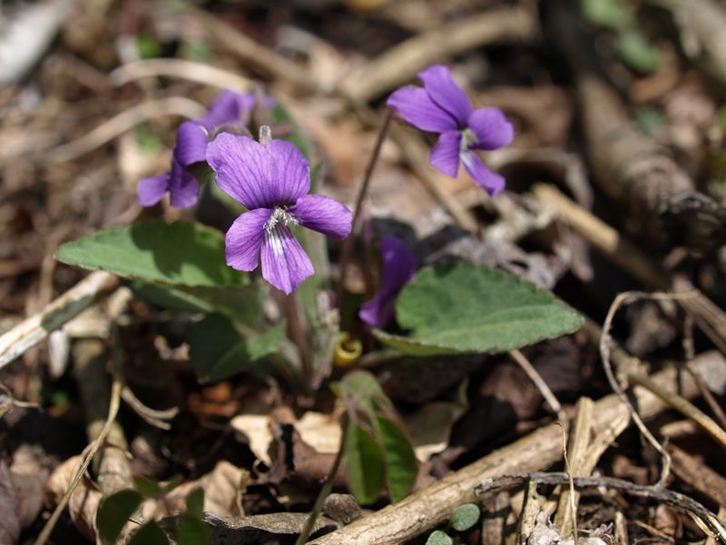 アカネスミレ　スミレ科　赤紫　100508 富士山麓　朝霧高原 002_R