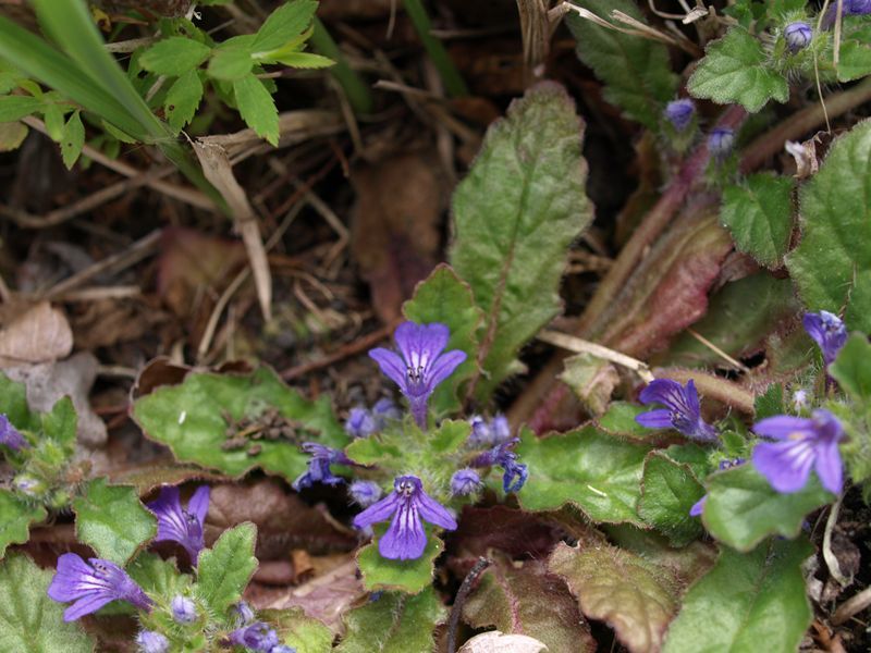 キランソウ　青色　シソ科　100508 富士山麓　朝霧高原 086_R