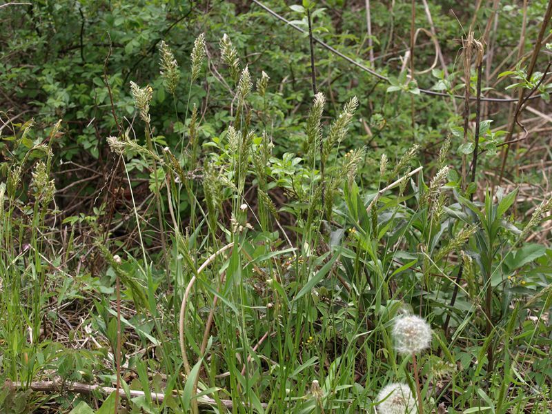 ハルガヤ　緑色　イネ科　100508 富士山麓　朝霧高原 087_R