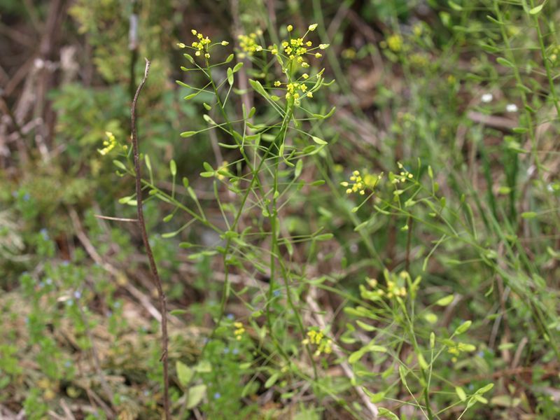 イヌナズナ　黄色　アブラナ科　100508 富士山麓　朝霧高原 089_R