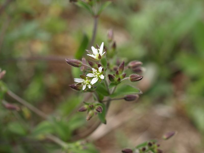 ミミナグサ　白色　ナデシコ科　100508 富士山麓　朝霧高原 094_R