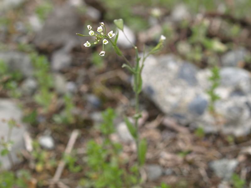 ナズナ　アブラナ科　白色　100508 富士山麓　朝霧高原 101_R