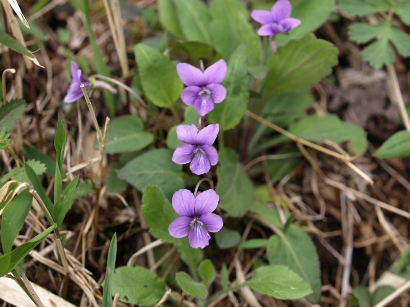 オカスミレ　スミレ科　青色　100508 富士山麓　朝霧高原 104_R