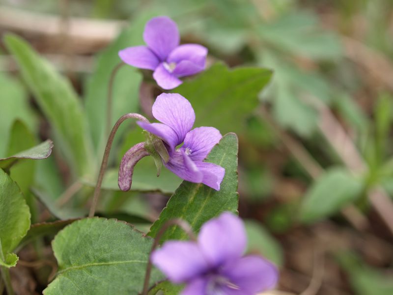 オカスミレ　スミレ科　青色　100508 富士山麓　朝霧高原 107_R