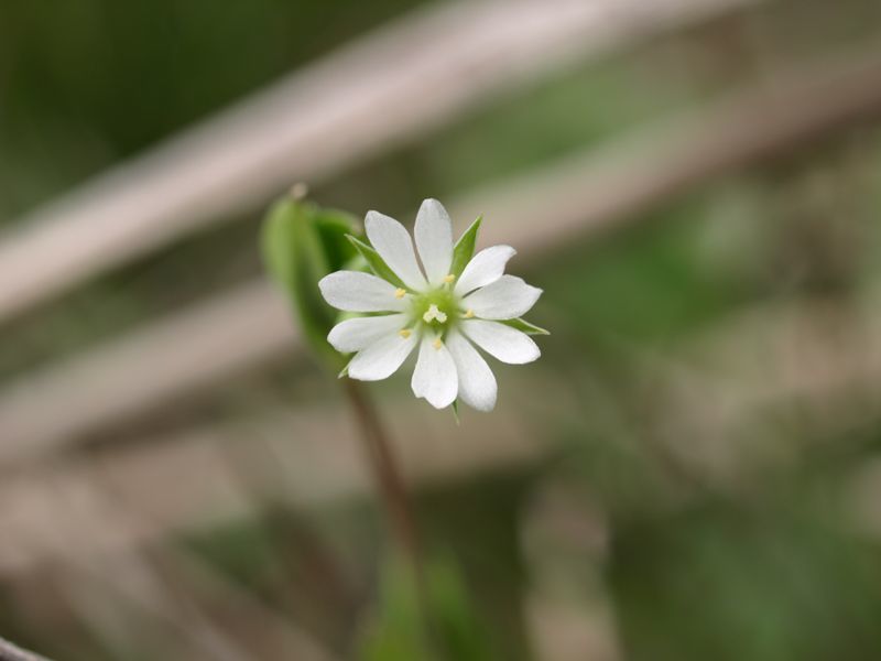 ノミノフスマ　白色　ナデシコ科　100508 富士山麓　朝霧高原 112_R