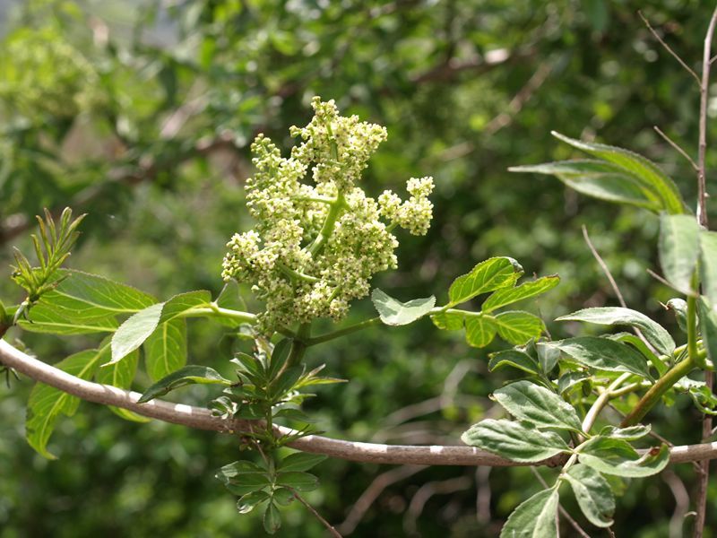 ニワトコ　白色　スイカズラ科　100508 富士山麓　朝霧高原 115_R