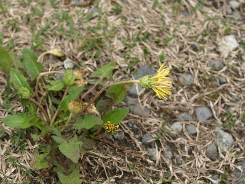 エゾタンポポ　黄色　キク科　100508 富士山麓　朝霧高原 118_R