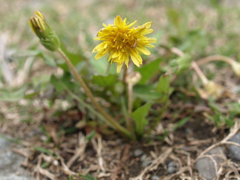 エゾタンポポ?　黄色　キク科　100508 富士山麓　朝霧高原 119_R