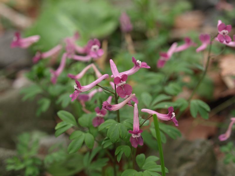 ジロボウエンゴサク　ケシ科　赤紫　100508 富士山麓　朝霧高原 132_R