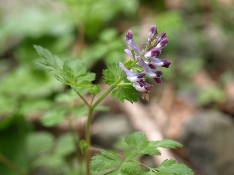 ムラサキケマン　100508 富士山麓　朝霧高原 134_R