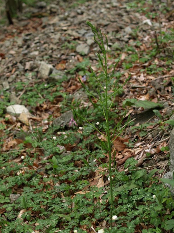 キジカクシ　白色　ユリ科　100508 富士山麓　朝霧高原 143_R