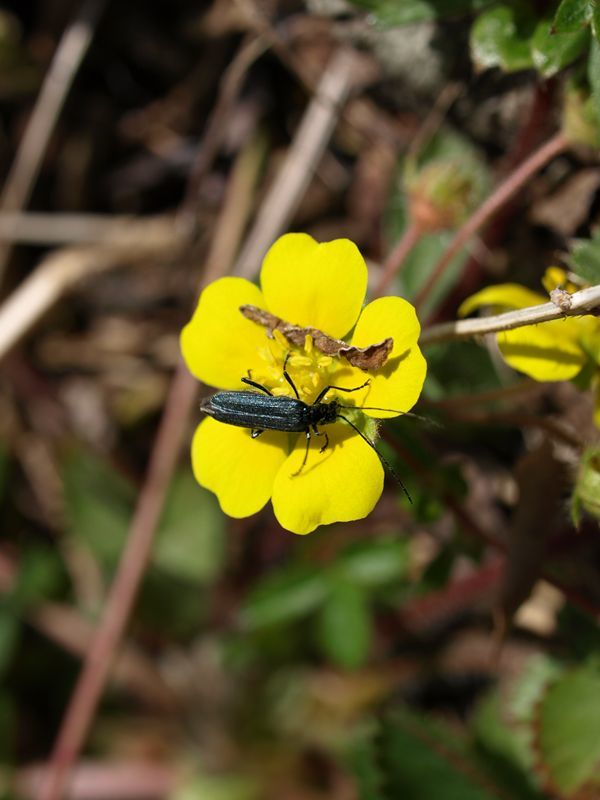 キジムシロ　黄色　バラ科　100508 富士山麓　朝霧高原 007_R