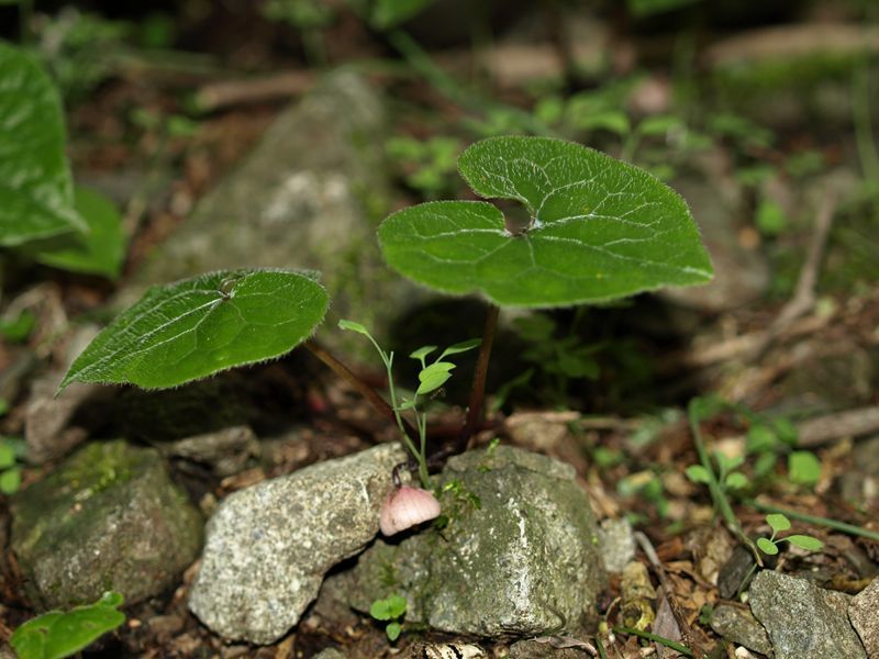 フタバアオイ　白色　ウマノスズクサ科　100508 富士山麓　朝霧高原 178_R