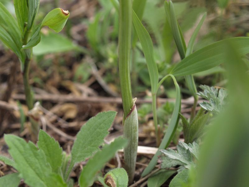 アマドコロ　白色　ユリ科　100508 富士山麓　朝霧高原 187_R
