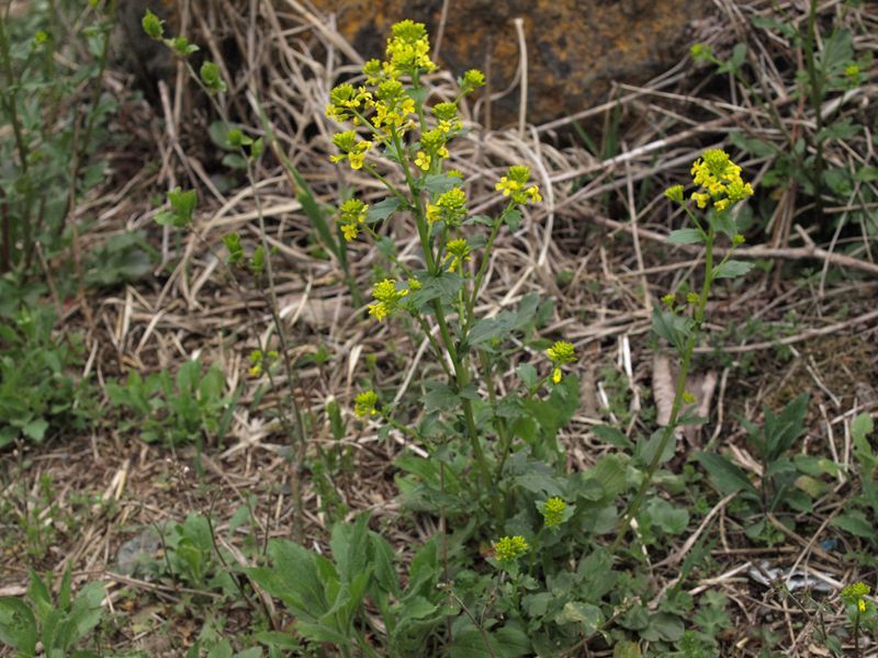 ハルザキヤマガラシ　黄色　アブラナ科　100508 富士山麓　朝霧高原 189_R