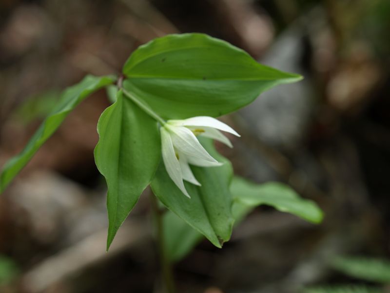 チゴユリ　白色　ユリ科　100508 富士山麓　朝霧高原 011_R