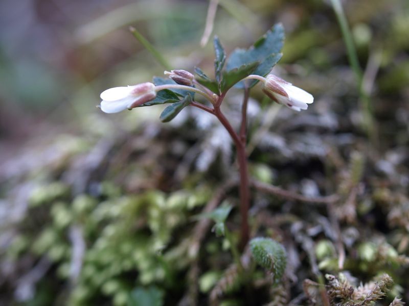 ミツバコンロンソウ　白　アブラナ科　100508 富士山麓　西臼塚 211_R