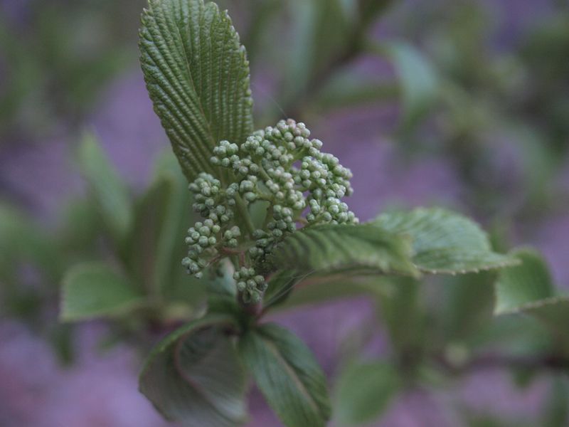 ゴマギ　白色　スイカズラ科　100508 富士山麓　西臼塚 222_R