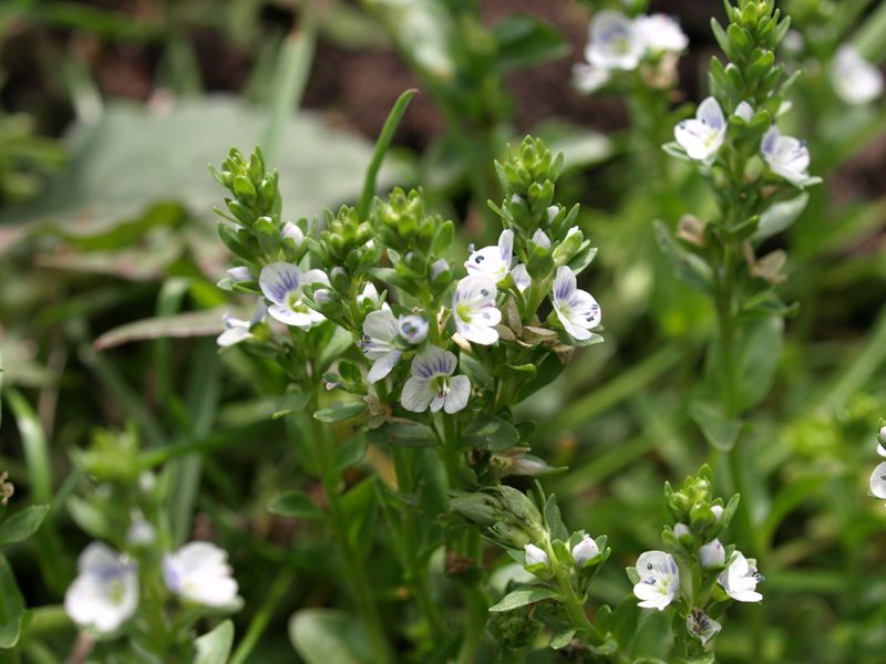 コテングクワガタ　ゴマノハグサ科　白色　100508 富士山麓　朝霧高原 095_R