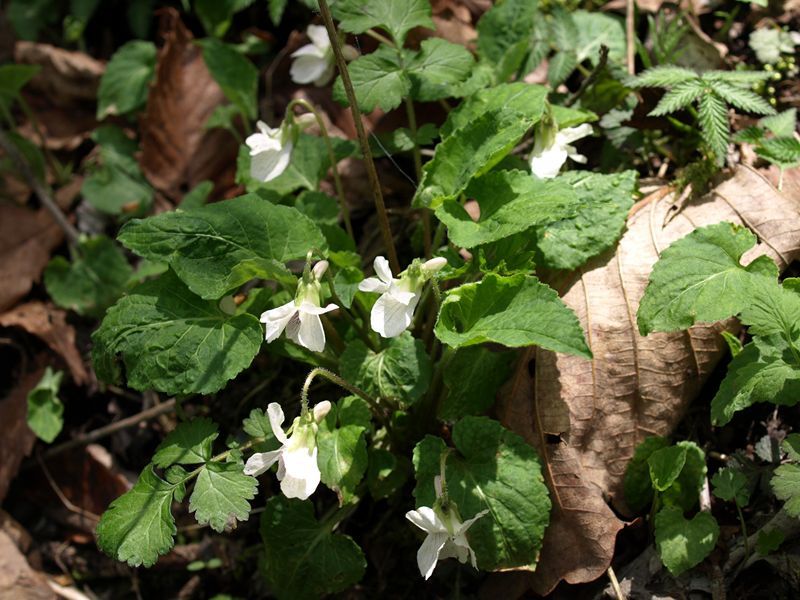 ヒカゲスミレ　スミレ科　白色　100508 富士山麓　朝霧高原 013_R