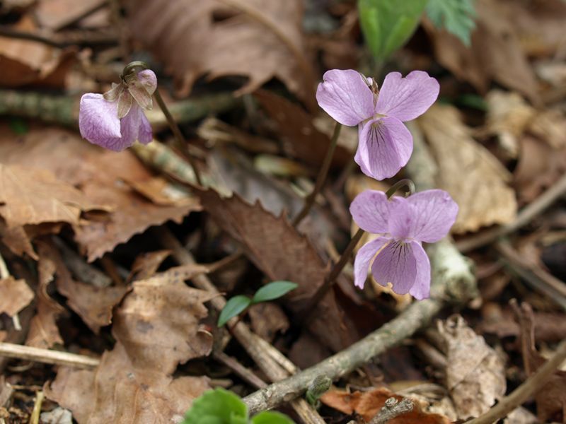 アケボノスミレ　スミレ科　赤紫　100508 富士山麓　朝霧高原 026_R