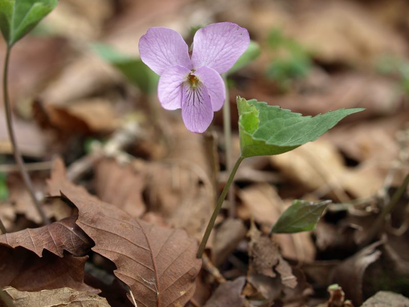 アケボノスミレ　スミレ科　赤紫　100508 富士山麓　朝霧高原 030_R