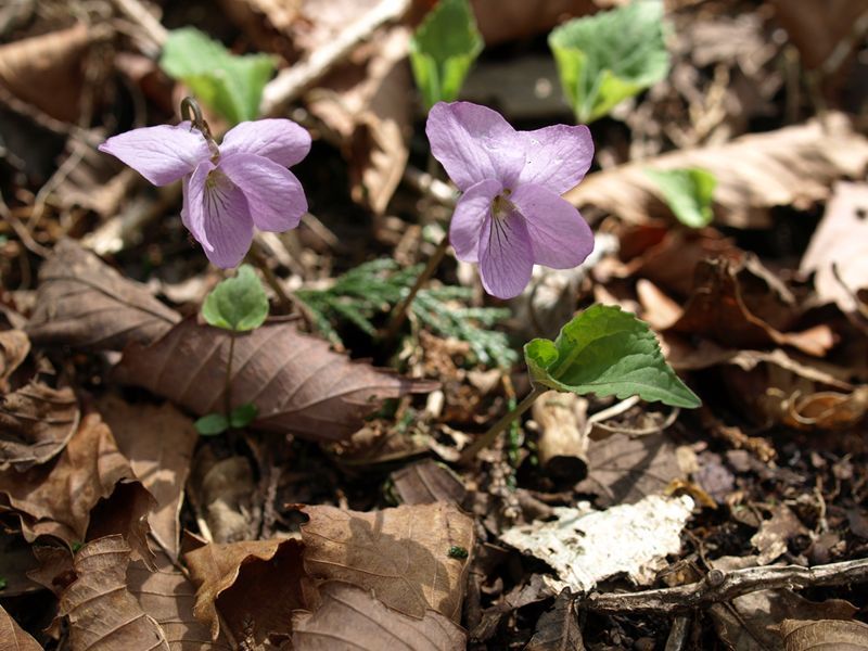 アケボノスミレ　スミレ科　赤紫　100508 富士山麓　朝霧高原 033_R
