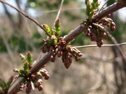 ドクウツギ 100508 富士山麓 朝霧高原 001_R