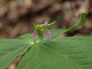 シロバナエンレイソウ ユリ科 桃色 100508 富士山麓 朝霧高原 038_R