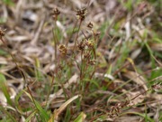 スズメノヤリ イグサ科 緑色 100508 富士山麓 朝霧高原 059_R