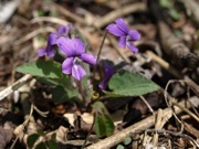アカネスミレ スミレ科 赤紫 100508 富士山麓 朝霧高原 002_R