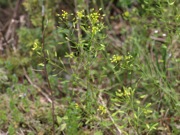 イヌナズナ 黄色 アブラナ科 100508 富士山麓 朝霧高原 089_R
