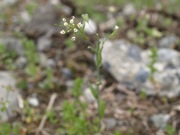 ナズナ アブラナ科 白色 100508 富士山麓 朝霧高原 101_R