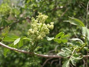 ニワトコ 白色 スイカズラ科 100508 富士山麓 朝霧高原 115_R