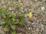 エゾタンポポ? 黄色 キク科 100508 富士山麓 朝霧高原 118_R