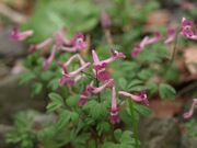 ジロボウエンゴサク ケシ科 赤紫 100508 富士山麓 朝霧高原 132_R