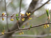 アブラチャン 黄色 クスノキ科 100508 富士山麓 朝霧高原 135_R