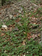 キジカクシ 白色 ユリ科 100508 富士山麓 朝霧高原 143_R