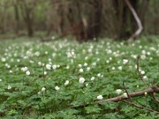 ニリンソウ 白色 キンポウゲ科 100508 富士山麓 朝霧高原 147_R