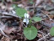マルバスミレ 白色 スミレ科 100508 富士山麓 朝霧高原 163_R