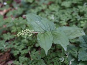 ユキザサ 白色 ユリ科 100508 富士山麓 朝霧高原 174_R