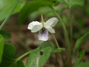 ヒカゲスミレ スミレ科 白色 100508 富士山麓 朝霧高原 181_R