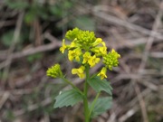 ハルザキヤマガラシ 黄色 アブラナ科 100508 富士山麓 朝霧高原 191_R
