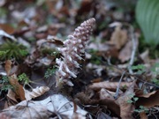 ケヤマウツボ 白色 ゴマノハグサ科 100508 富士山麓 西臼塚 208_R